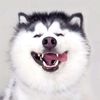 petpro69