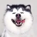 @petpro69