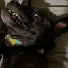 lilchunkylunky