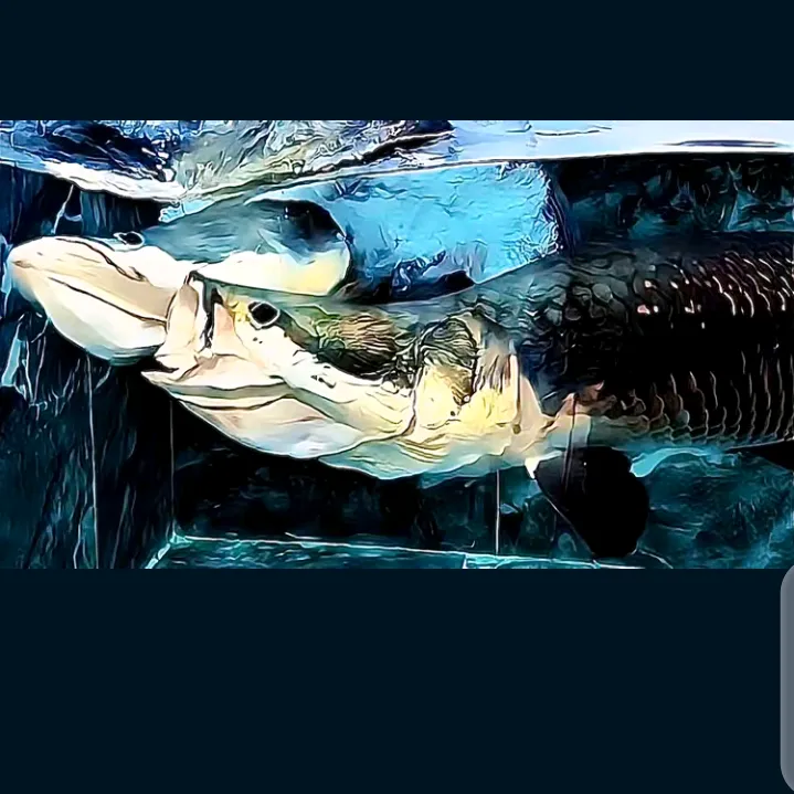 monsterfishkeeper3