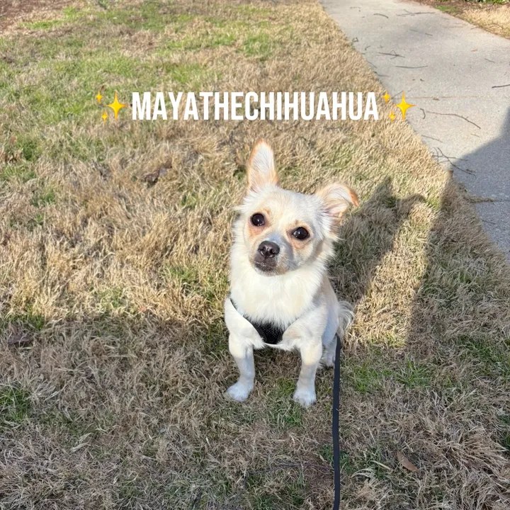mylittlemaya0