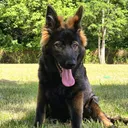 @monstermade_k9