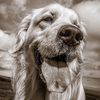 gunnarthegoldenretriever