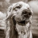 @gunnarthegoldenretriever