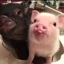 @adorablepets102