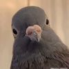 pigeons446
