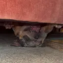 @monalisathefrenchiebull