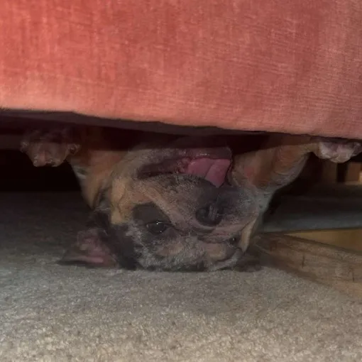 monalisathefrenchiebull
