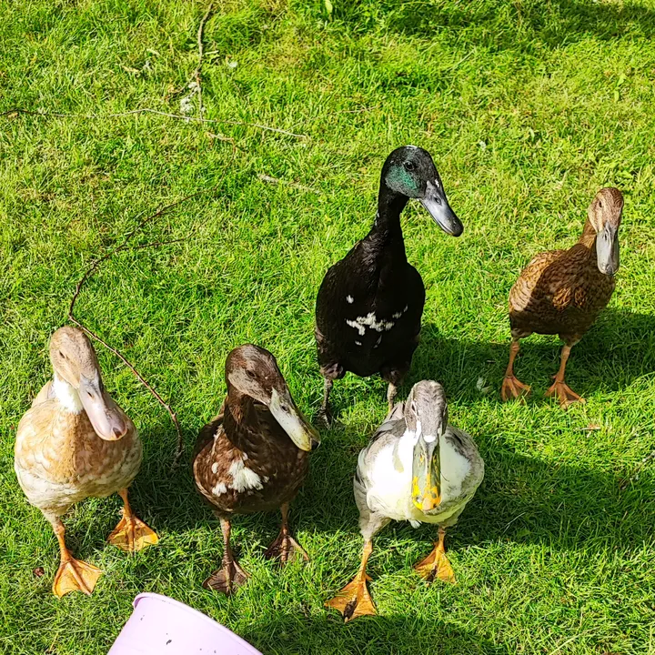 thedoodlequacks