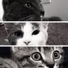 tripawdtrio