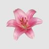 lilliesareblooming