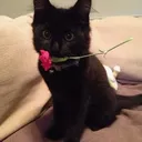 @lavandercatt
