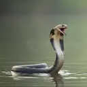 @snakeanimall3