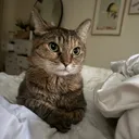 @kunjicat