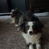 bellaandrockieandsammie