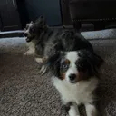 @bellaandrockieandsammie