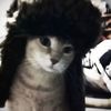 cat8ite