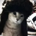 @cat8ite