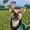 ragnaritoelperrito