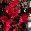 @bangladeshiukbloggerruji