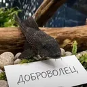 @angelll.770