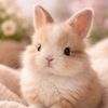 charlottebunnyfanaccount