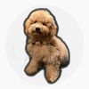 poochon.barney