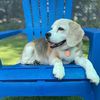 houndhousingdaycare