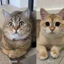 @tessie_cat_and_bert