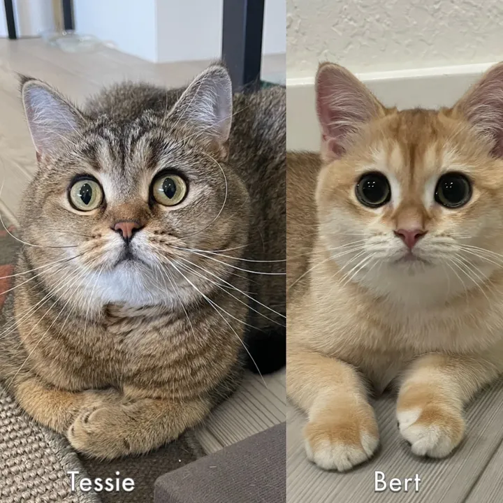 tessie_cat_and_bert