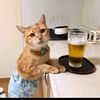 cutiescats_house