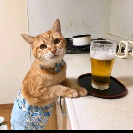 @cutiescats_house