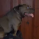 @peanut.n.shortdog