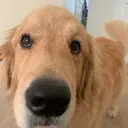 @goldensniffs