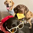 @cool.dog.skool