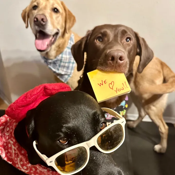 cool.dog.skool