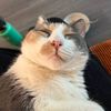 culturedcalico