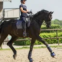 @equine.demi