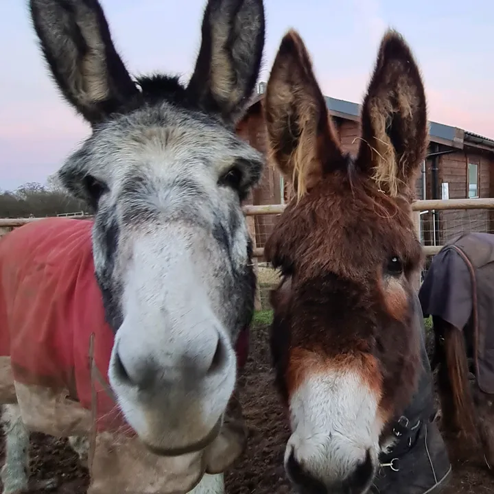 @kellysdonkeys