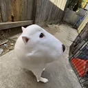 @chicken2midget