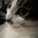 @sleepycatwithmusic