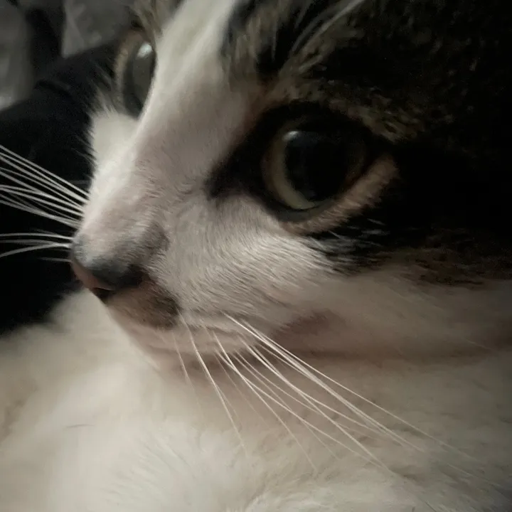 @sleepycatwithmusic