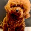 toypoodlemaltipoo_puppie