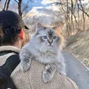 @chefduinnewyork