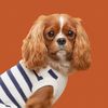 teddy.the.cav