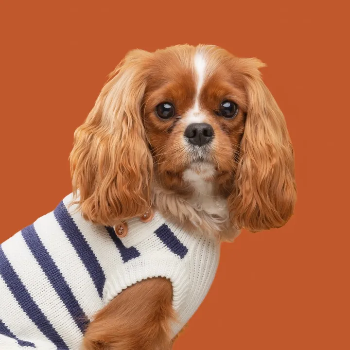 @teddy.the.cav