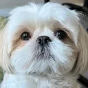 @hughtheshihtzu