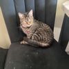 cattymickcattythecatstar
