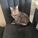 @cattymickcattythecatstar