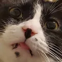 @necromeowncer